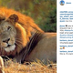 Illustration for article titled The Entire Internet Is Outraged Over the Hunting of Cecil the Lion